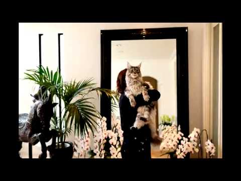 Lazy Poltergeist Video