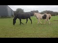 Natural horse mating preliminaries.