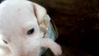 Essa É A Minha Cachorrinha Novamarrylary Laryssa