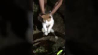Crazy Man Tortures Cat