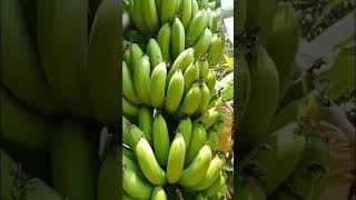 Beautiful Banana Tree .007