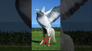 Haram Vs Halal Animals