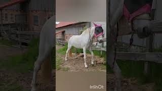 Mare Pees Pinkelt