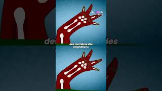 Comment Laxolotl Pourrait Aider Lhomme À Régénérer Ses Membres ?