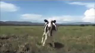 Vaca Dançando Rabiola Minha Amiga Dançando Mas Ninguém Sabe Qual