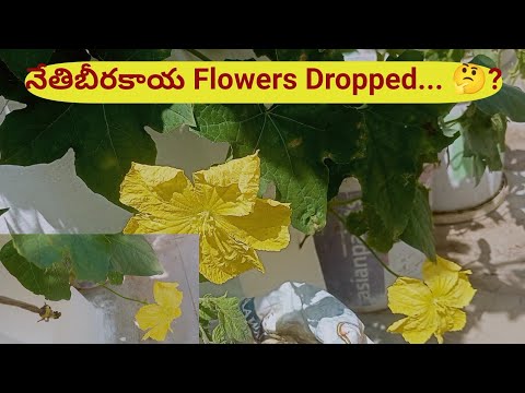 Sponge RidgeGourd ఎక్కువ కాయలు కాయాలిఅంతే #ridgedgourd #bellamanusha #telugu #terracegarden #grow 🌿🌿 Sponge RidgeGourd ఎక్కువ కాయలు కాయాలిఅంతే #ridgedgourd #bellamanusha #telugu #terracegarden #grow 🌿🌿