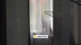 Window Kitty