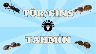 Kraliçe Karınca Tür Cins Tahmin Ve Destek Videomuz