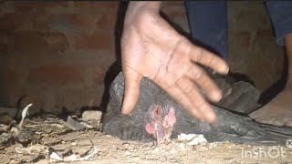 How To Slaughter A Chicken..how We Slaughter A Chicken In The Villagevillage Life