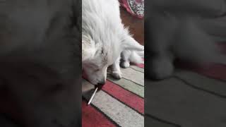 Indian Spitz Licking Lolipop And Refused To Leave It
