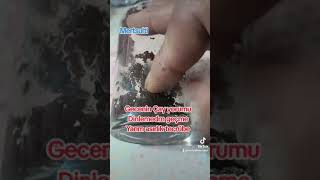 Yarim Asirlik Tecrübeyle Tesci̇lli̇ Dobra Ve Net Yorumlarla Mertsulti̇