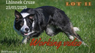 LOT 11: Lhìnnek Cruze (Working video) - 6.7.22 Farmers Marts Dolgellau Online Sheepdog Auction