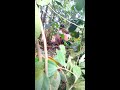 foto Orang lagi Mesum di hutan sepasang suami istri. Hot G