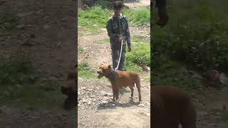 Real Apbt Fml Sezuka Dangers Female Super Quality