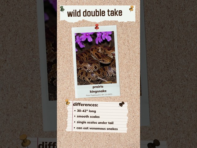 Watch Wild Double Take 🐍 Kingsnake and Ratsnake on YouTube.
