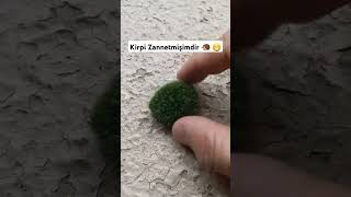 Kirpi Zannetmişimdir