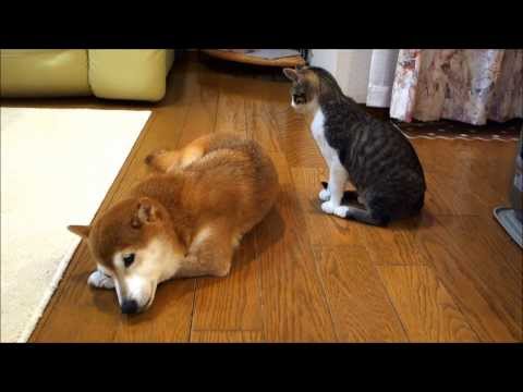 猫の喧嘩を止めに入る犬のお巡りさんのキャプチャ