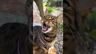 Cat Mimicking Bird And Squirrel Sounds Is A Hunting Behavior #Outdoorsavannah
