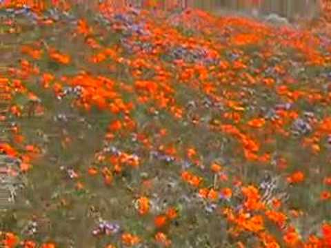 california poppy reserve. California Poppy Reserve