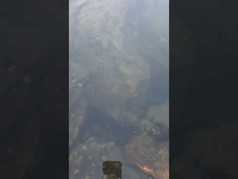 kayaking ayrshire