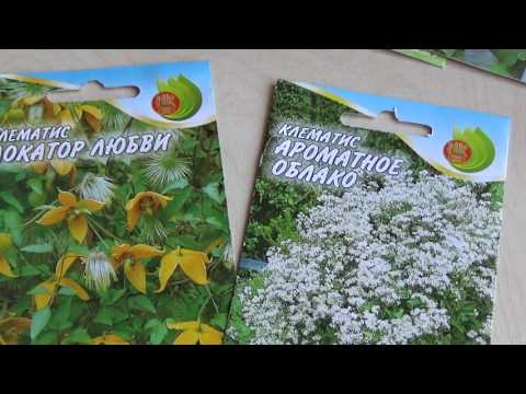Клематис семенами в домашних условиях