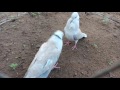 Cu pháp gáy cực hay