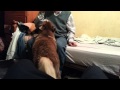 Perro llamando a su dueña