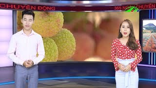 Giá Vải Thiều Ổn Định Ở Mức Cao | 365 Ngày Chuyển Động | Lâm Đồng TV