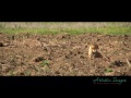 Baby Red Fox playing in Northern Utah