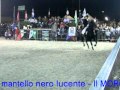 Il MORO DI PUGLIA - al 14° Raduno del Cavallo Murgese