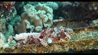 scorpionfish
