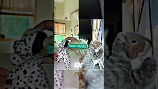 Which Animals Did Tyler Dance Better?
