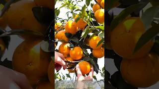 Harvesting Oranges Beautiful, Sweet, And Delicious
