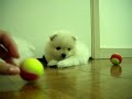 pomeranians