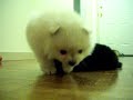 pomeranians