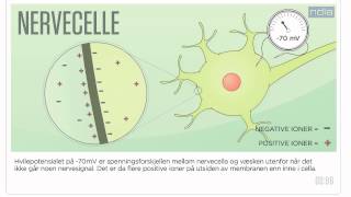 Membranpotensialet