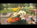 Lilies For Your Garden - Lacoste Garden Centre’s Top Picks Lilies For Your Garden - Lacoste Garden Centre’s Top Picks