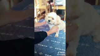Funny Dog Reaction to owner video