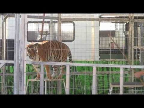 The Liger Gun Belt: Its Like a ...
