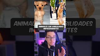 Animales Con Habilidades Sorprendentes