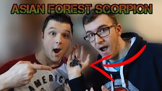 Meet Lilith | ULTIMATE QUICK ASIAN FOREST SCORPION CARE GUIDE & SETUP