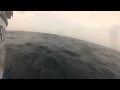 sharking 001