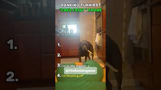 Dogs Reaction To Fake Faint Prank