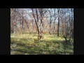 Coyote In Dallas, Texas