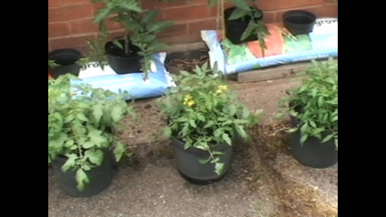 tumbling tom tomatoes feeding plan after 11 weeks feeding schedule