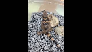 Hatching Chuckwallas