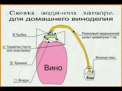 Яблочного вина в домашних условиях Яблочного вина в домашних условиях