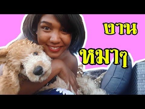 งานหมาๆ ที่อิสระ สร้างรายได้ อีกช่องทางการหาเงินสำหรับคนไทย