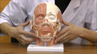 頭・頚部の筋肉モデル，神経付：動画
