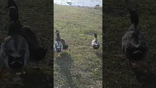 Ducks,Ducks Are Enhancing Natural Beauty